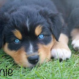Australian Shepherd Puppies from Tru Blu Aussies