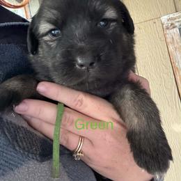 Green - Gray female Sarplaninac puppy in Colorado Springs, Colorado from Pesky Redneck Mini Ranch
