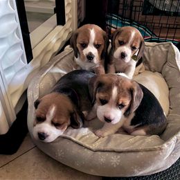 Beagle Puppies from Vegas Valle Beagles