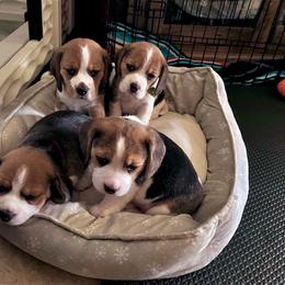 Beagle Puppies from Vegas Valle Beagles
