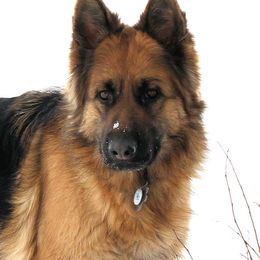 Maggie - German Shepherd