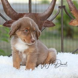 Biscuit - Red tri male Miniature Australian Shepherd puppy in Olivehurst, California from McDaniel Aussies