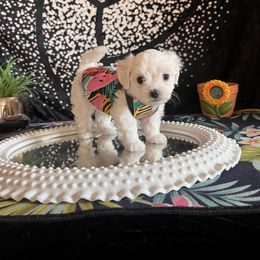 Assorted Doodle Crosses, Maltese, and Poodle Puppies from House of Poodles