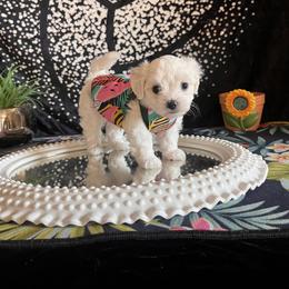 Assorted Doodle Crosses, Maltese, and Poodle Puppies from House of Poodles