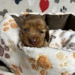Boy 3 - Dapple male Dachshund puppy in Cumby, Texas from Dog Daze Ranch