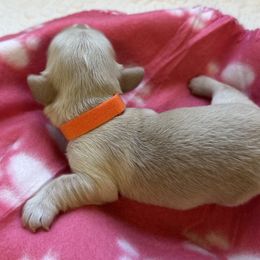 Orange collar female - Cream Dachshund puppy in Trenton, Kentucky from Promise Land Puppies