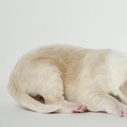Arthur - Fawn and white Sheepadoodle puppy in Houston, Texas from Texas Castle Doodles