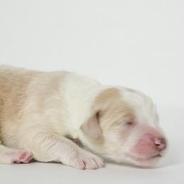 Arthur - Fawn and white Sheepadoodle puppy in Houston, Texas from Texas Castle Doodles