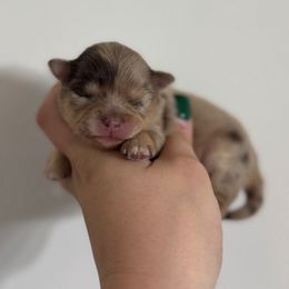 Koalani - Cream female Companion Cross puppy in Willow Spring, North Carolina from GTBBF Pomeranians