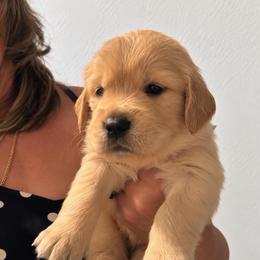 6th pick boy - Golden male Golden Retriever puppy in Fresno, California from Warwick’s Central California Goldens