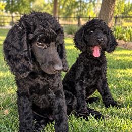 Nova - female Golden Mountain Doodle puppy in Big Spring, Texas from Oliva’s Doods