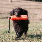 Boykin Spaniels from CommandsK9