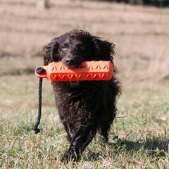 Boykin Spaniels from CommandsK9