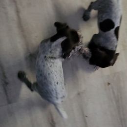 German Shorthaired Pointer Puppies from Stoney Fork German Shorthaired Pointers