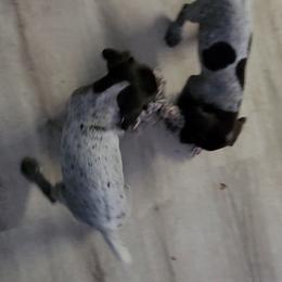 German Shorthaired Pointer Puppies from Stoney Fork German Shorthaired Pointers