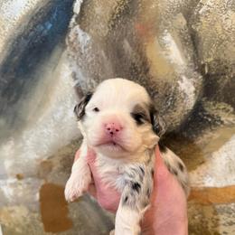 Male 1 - Merle male Cavapoo puppy in Fayetteville, Arkansas from Silver Hill Farm