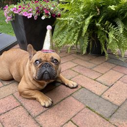 Lulu - French Bulldog