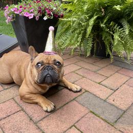Lulu - French Bulldog