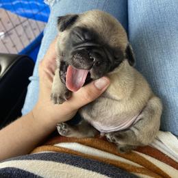 Pug Puppies from Furever Friends