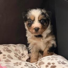 Sierra - Blue merle female Miniature Australian Shepherd puppy in Apache Junction, Arizona from Circle T Mini Aussies