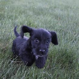 Girl 2 - Black female Dachshund puppy in Craig, Colorado from Rocky Mountain Shih Tzus and Dry Creek Miniature Dachshunds