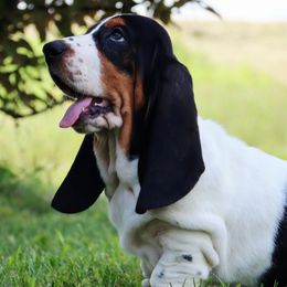 Poppy - Black brown and white female Basset Hound puppy in Pollock, Missouri from Northstar