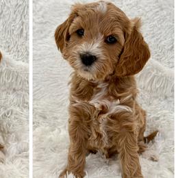 Cami - Parti female Goldendoodle puppy in Johnson, Texas from Doodles of the Brazos