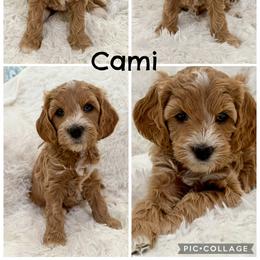 Cami - Parti female Goldendoodle puppy in Johnson, Texas from Doodles of the Brazos
