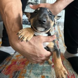TANGO - Black tan and white Miniature Bull Terrier puppy in Nevada from R&R kennel