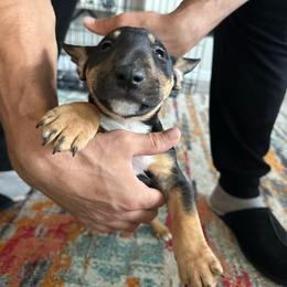 TANGO - Black tan and white Miniature Bull Terrier puppy in Nevada from R&R kennel