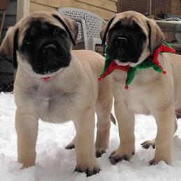 Mastiff Puppies from Mountainview Mastiffs