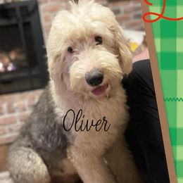 Bernedoodles, Goldendoodles, Old English Sheepdogs, Poodles, and Sheepadoodles from Funky Feather Farms