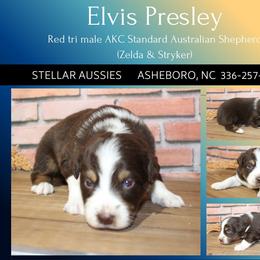 Elvis Presley - Red tri-color male Australian Shepherd puppy in Asheboro, North Carolina from Stellar Aussies