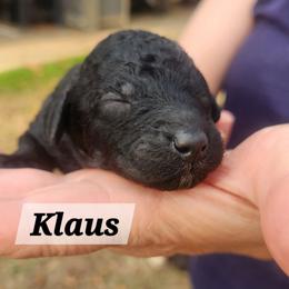 KLAUS - Black tri-color male Aussiedoodle puppy in Powder Springs, Georgia from My Classy Doodles