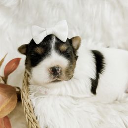 Delta - Black tan and white female Biewer Terrier puppy in Winslow, Arkansas from Morning Glory Puppies