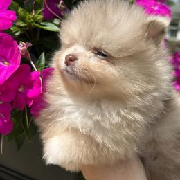 Chia - Chocolate merle female Pomeranian puppy in Interlachen, Florida from DK DARLINGS