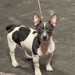 Gracie - Teddy Roosevelt Terrier