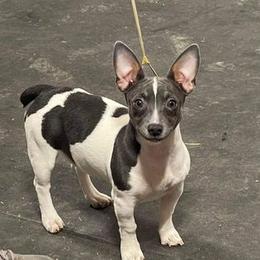 Gracie - Teddy Roosevelt Terrier