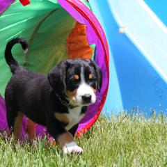 Entlebucher Mountain Dog Puppies from Excel-Entlebuchers