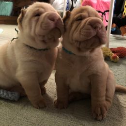 Chinese Shar-Pei Puppies from Willo Shar-Pei