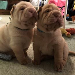 Chinese Shar-Pei Puppies from Willo Shar-Pei