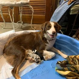 Miniature Australian Shepherd Puppies from Rowdy Ranch Tx
