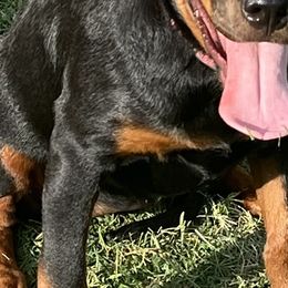 Rottweilers from Tony Robinson