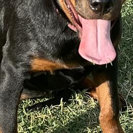 Rottweilers from Tony Robinson