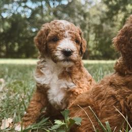 Poodles from Autumn Powell