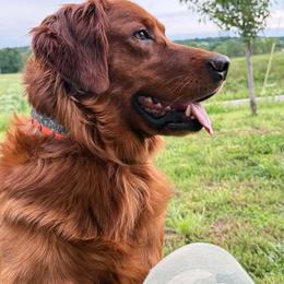 Golden Retriever puppies from Roepke Golden Retrievers