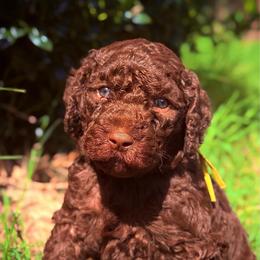 Aston - Chocolate male Goldendoodle puppy in Arlington, Texas from Chambers Doodle Patch