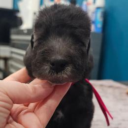 Mira - Blue female Bedlington Terrier puppy in Rincon, Georgia from Prismic Bedlington Terriers