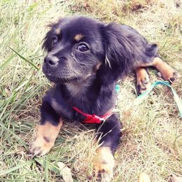 Dachshunds from Wythe Weiners