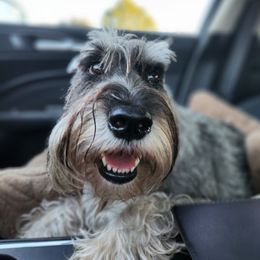 Glory - Standard Schnauzer